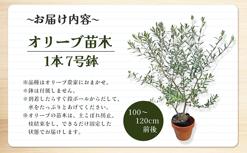 小豆島で育ったオリーブ苗木！ご自宅やお店のシンボルツリーにどうぞ！
