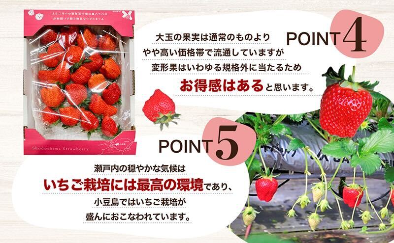 【配送エリア限定商品】＜訳あり・大粒＞小豆島産　変形果いちご　1.4kg