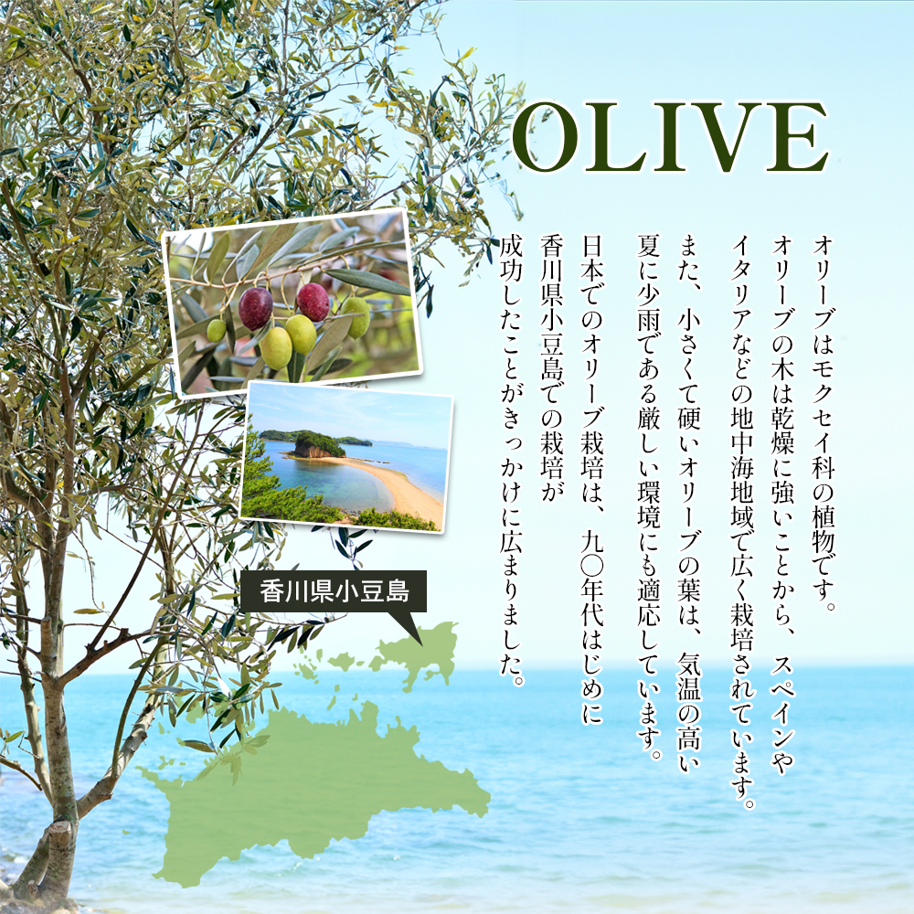 小豆島のオリーブ苗木 2本セット（中）