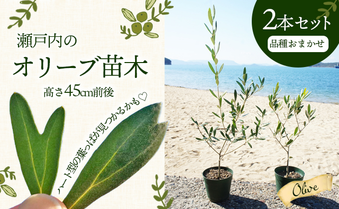 【 小豆島 】【2025年3月より発送】瀬戸内のオリーブ苗木2本セット 植物 インテリア 観葉植物 