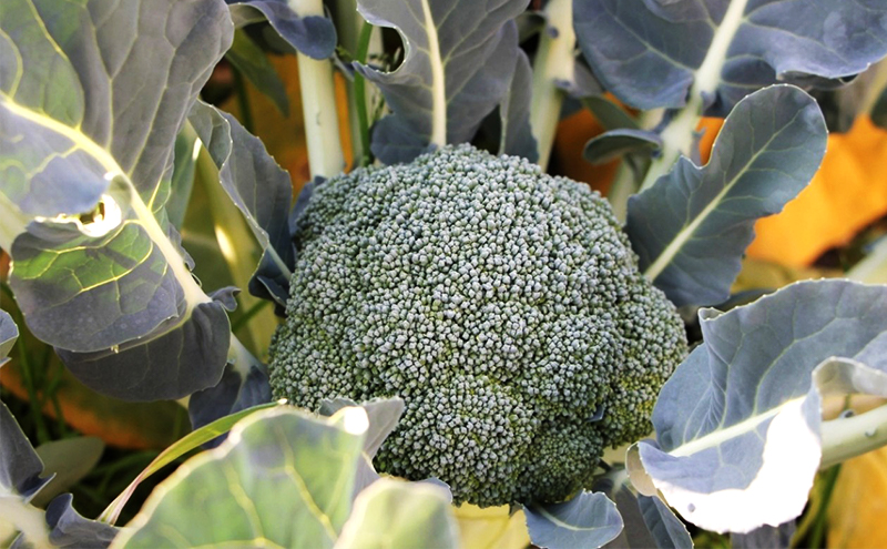 ブロッコリー　約２.5kg