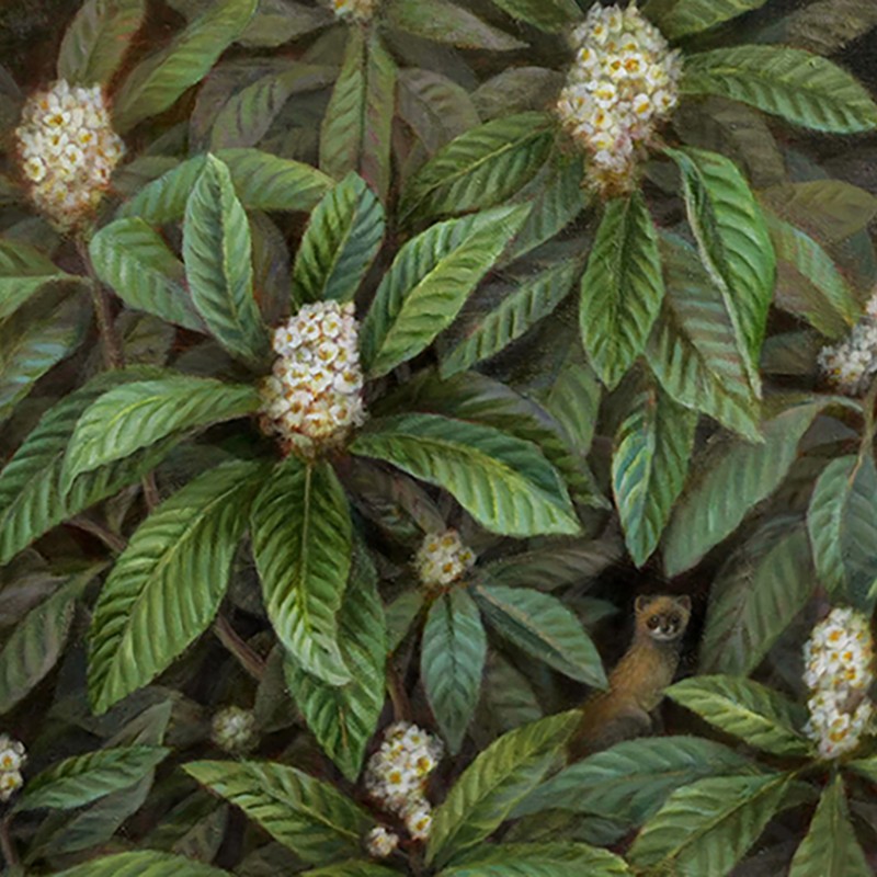 池上夏生 額付き高級プリント ”枇杷の花といたち”