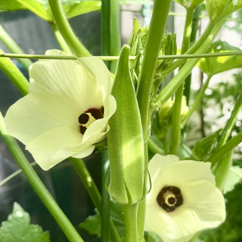 オクラ 約1.4kg 野菜