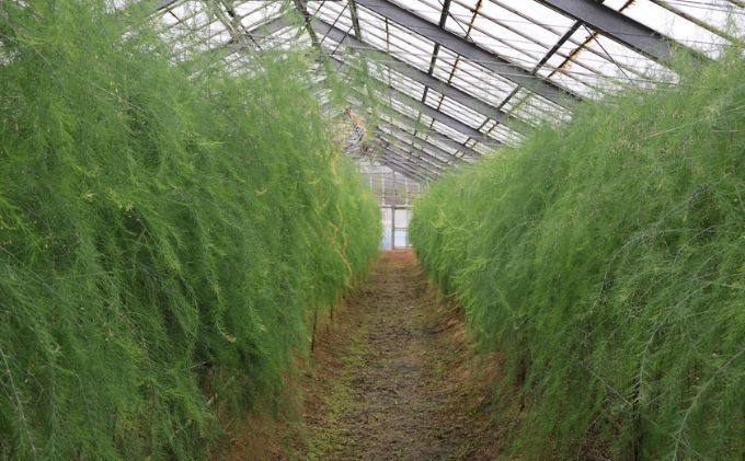 （訳アリ）小豆島産アスパラガス「さぬきのめざめ」M、L、2L混合1kg