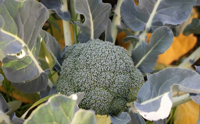 險ウ縺ゅj繝悶Ο繝繧ウ繝ェ繝シ縲邏4.5kgシ医し繧、繧コ縺翫∪縺九○シ