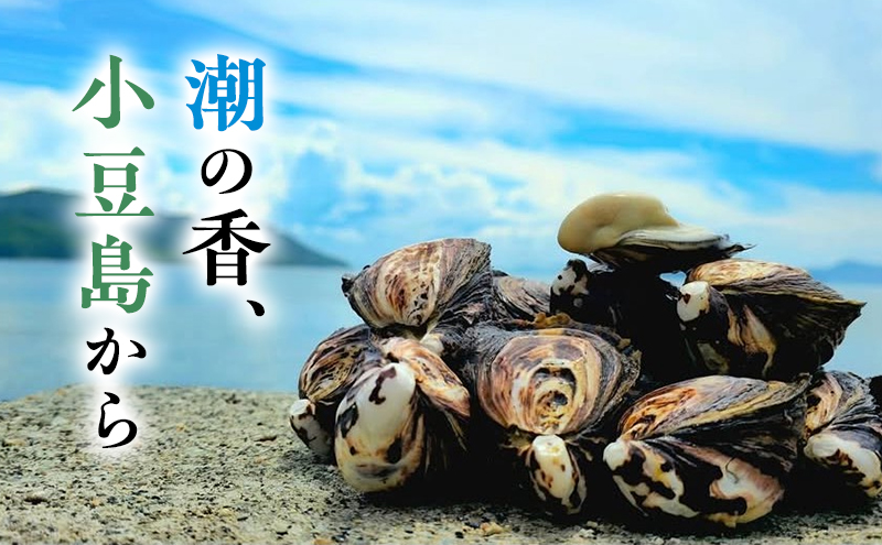 【 小豆島 】小豆島産 シマビト牡蠣 生食用殻付き牡蠣 50個 牡蠣 カキ 生牡蠣 生食用 殻付き シマビト 香川県