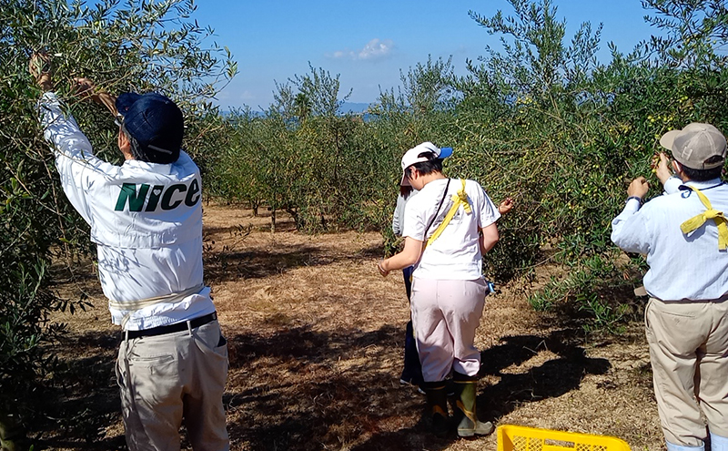 ãªãªãŒããªã€ã« å°è±å³¶ã®æµã¿ 100ïŒ
å°è±å³¶ç£ ææã¿ ãšãã¹ãã©ããŒãžã³ãªãªãŒããªã€ã« 85gÃ2æ¬ã»ãã