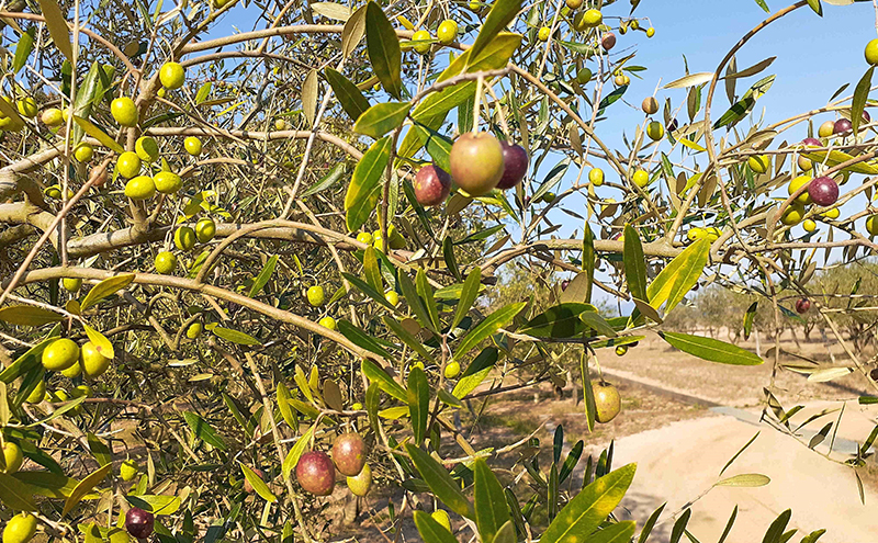 ãªãªãŒããªã€ã« å°è±å³¶ã®æµã¿ 100ïŒ
å°è±å³¶ç£ ææã¿ ãšãã¹ãã©ããŒãžã³ãªãªãŒããªã€ã« 85gÃ2æ¬ã»ãã