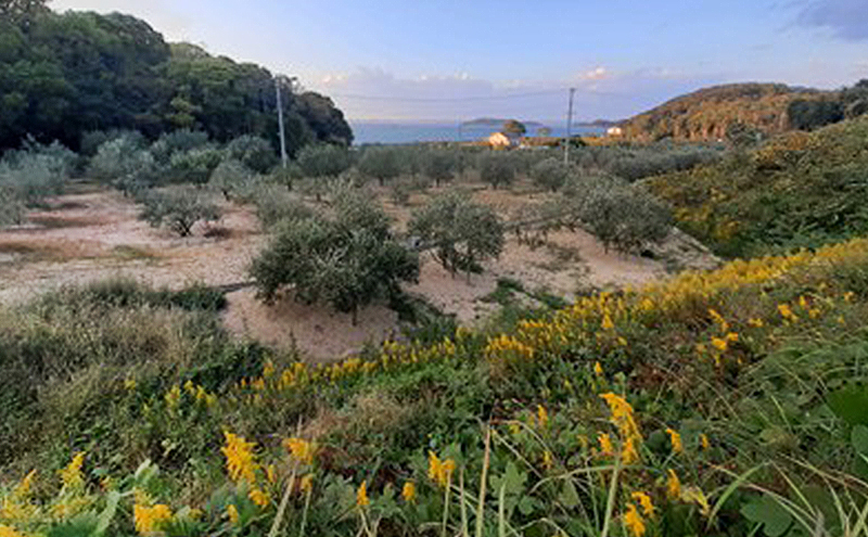 ãªãªãŒããªã€ã« å°è±å³¶ã®æµã¿ 100ïŒ
å°è±å³¶ç£ ææã¿ ãšãã¹ãã©ããŒãžã³ãªãªãŒããªã€ã« 85gÃ2æ¬ã»ãã