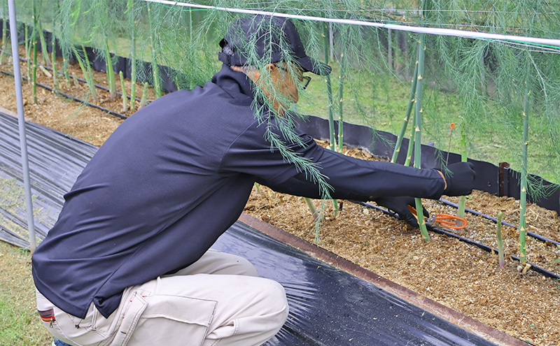 アスパラガス 小豆島産 「さぬきのめざめ」 M、L、2L混合1kg 野菜