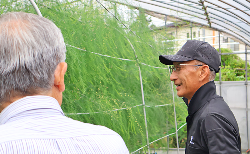 アスパラガス 小豆島産 「さぬきのめざめ」 M、L、2L混合1kg 野菜