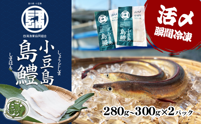 [ 小豆島 ]『小豆島島鱧』活け締め骨切り瞬間冷凍 新鮮 海の幸 ハモ