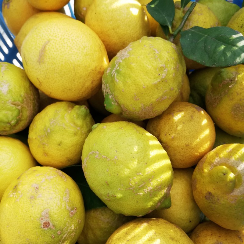 è±å³¶ã¬ã¢ã³ææ± 720ml æç©é¡ ææ©é¡ æªžæª¬