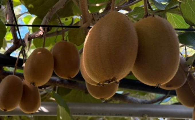 ããŠã€ ãã¬ããšã¡ã©ã«ãããŠã€ (貎éãªå€§çãµã€ãº) çŽ800g æç© ãã«ãŒã