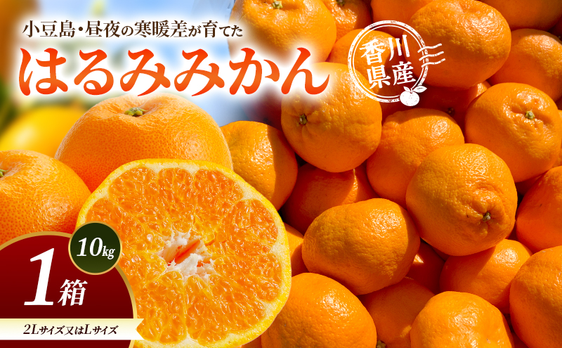 小豆島・昼夜の寒暖差が育てたはるみみかん 2L又はL 1箱(10kg) はるみ みかん 柑橘 フルーツ 果物 くだもの 香川 香川県 土庄 土庄町