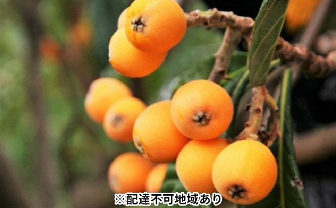 「島育ち！」初夏の味覚「びわ」　約1kg 果物類 フルーツ 枇杷