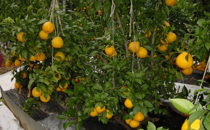 縲 蟆剰ア蟲カ 縲 繝上え繧ケ 荳咲衍轣ォ 邏3kg 蛹也イァ邂ア 縺励i縺ャ縺 譟第ゥ 譫懃黄 繝輔Ν繝シ繝 縺上□繧ゅョ 蝗ス逕」 鬥吝キ 鬥吝キ晉恁 蝨溷コ 蝨溷コ逕コ