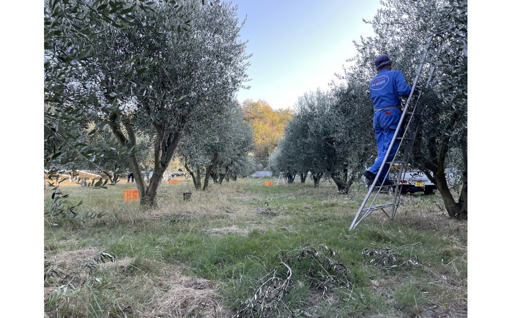 蟆剰ア蟲カ逕」100% ExtraVirgin 繧ェ繝ェ繝シ繝悶が繧、繝ォ 108gテ2譛ャ
