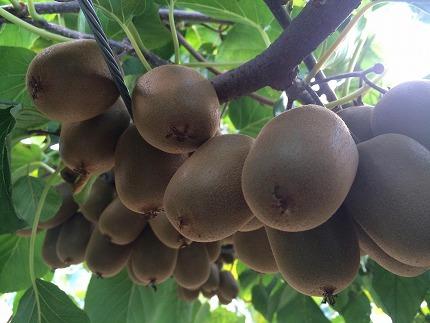 縲舌&縺ャ縺崎ョ繝輔Ν繝シ繝縲代&縺ャ縺阪く繧ヲ繧、縺」縺 邏2kg (繝舌Λ隧ー繧)