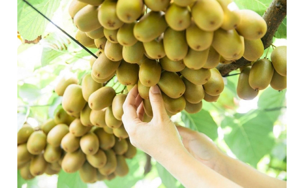 さぬきキウイっこ キウイフルーツ 1.2kg
