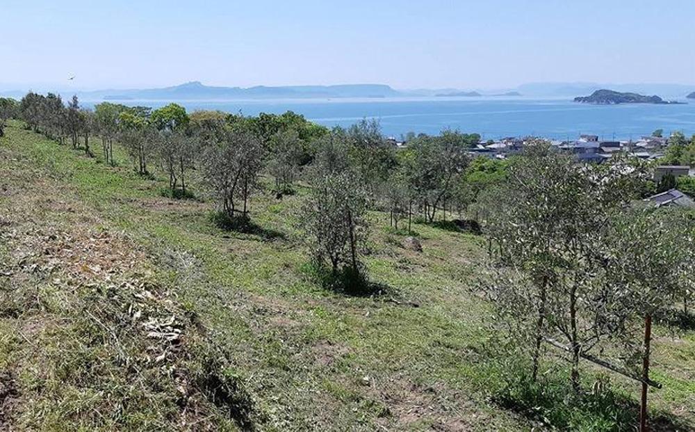 ãžã§ã€ããã®ãªãªãŒããªã€ã«ãããã·ã§ã³çš®ã105gÃ1æ¬ ã³ã³ããã§ãŒããã¡ãŒã 㺠ãšãã¹ãã©ããŒãžã³ãªã€ã« 2025幎ç§åç©« 100ïŒ
å°è±å³¶ç£ ææã¿