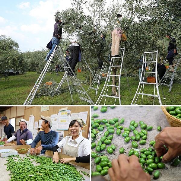 【井上誠耕園】～2025年初搾り～ 小豆島産手摘み緑果オリーブオイル (135g×2本)