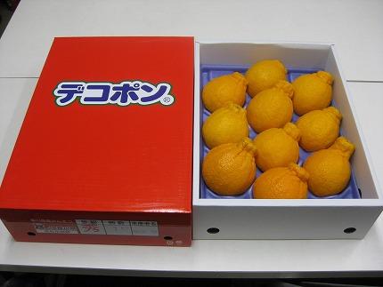 縲舌&縺ャ縺崎ョ繝輔Ν繝シ繝縲台ク咲衍轣ォ (貂ゥ螳、譬ス蝓ケ) 蛹也イァ邂ア蜈・繧 邏3kg