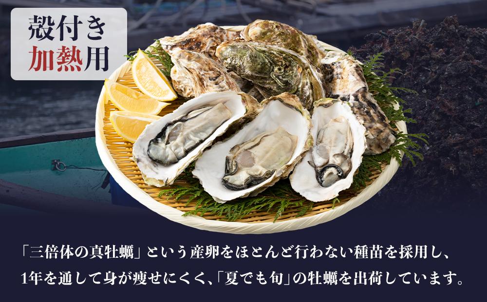 小豆島 天領真牡蠣 (殻付き加熱用) 50個セット