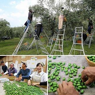 【井上誠耕園】～2025年初搾り～ 小豆島産手摘み緑果オリーブオイル (135g×3本)