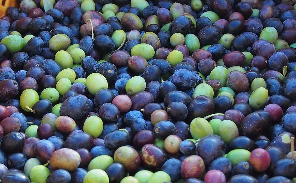 【定期便 全3回】ジェイさんのオリーブオイル《ルッカ種》毎月お届け コンパニョーニファームズ エキストラバージンオイル 2025年収穫 100％小豆島産 手摘み