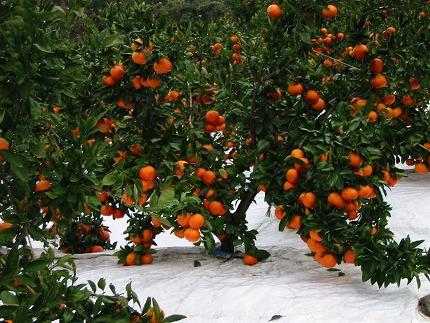 縲舌&縺ャ縺崎ョ繝輔Ν繝シ繝縲鷹第凾邏縺ソ縺九s (蟆丞次邏譌ゥ逕) 邏5kg