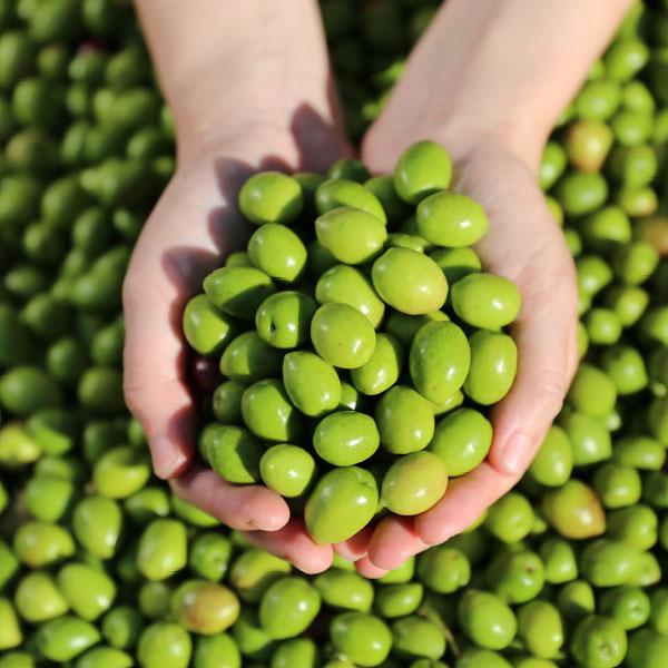 【井上誠耕園】～2025年初搾り～ 小豆島産手摘み緑果オリーブオイル (135g×1本)