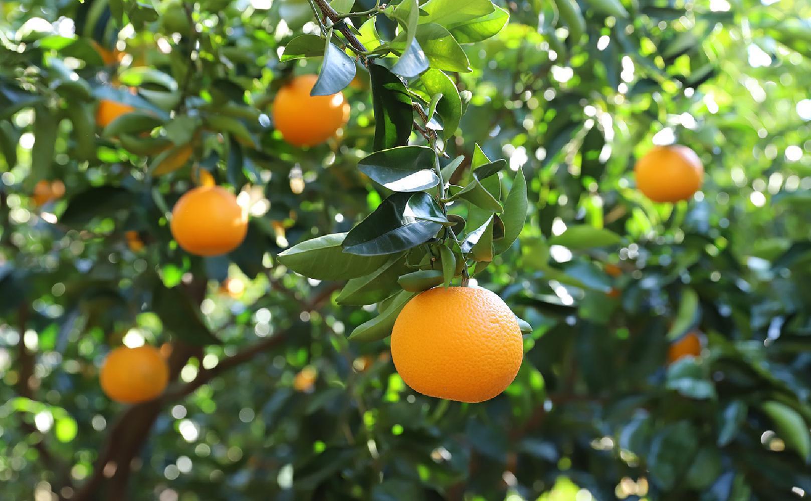縲蝉コ穂ク願ェ閠募恍縲代が繝ェ繝シ繝悶が繧、繝ォ繧ウ繝ウ繝輔ぅ 蜈ォ譛斐メ繝シ繧コ 100g 10蛟九そ繝繝