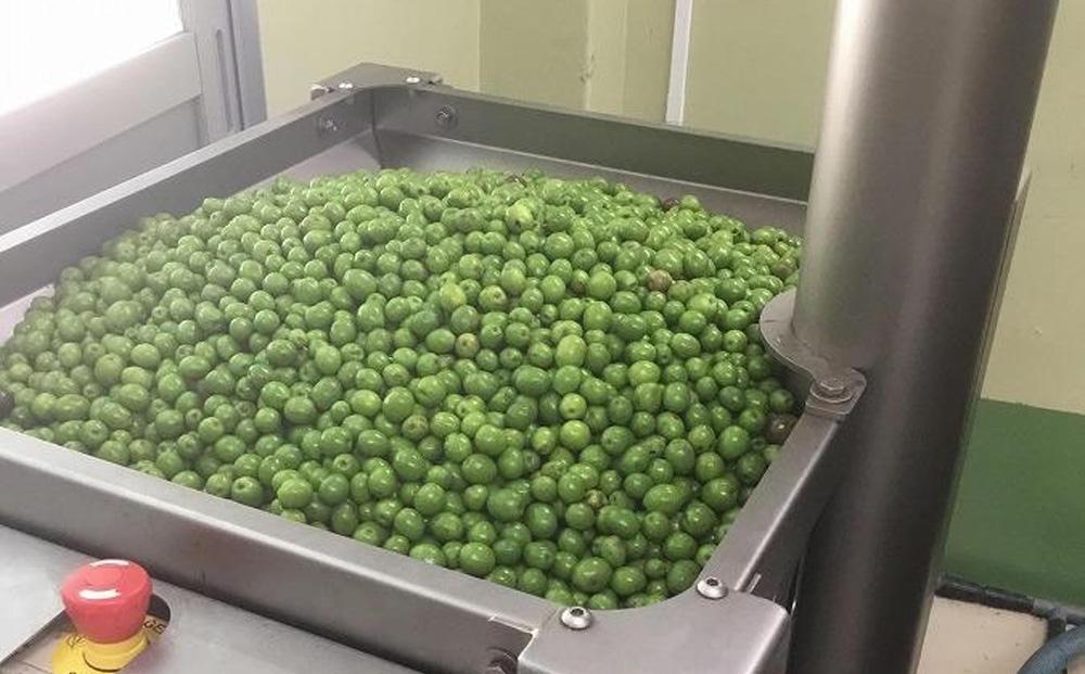 ジェイさんのオリーブオイル《ルッカ種》3本セット コンパニョーニファームズ エキストラバージンオイル 2025年収穫 100％小豆島産 手摘み