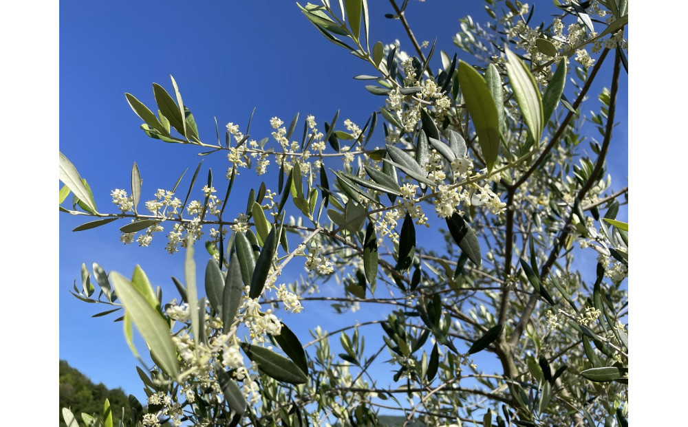 蟆剰ア蟲カ逕」100% ExtraVirgin 繧ェ繝ェ繝シ繝悶が繧、繝ォ 108gテ3譛ャ