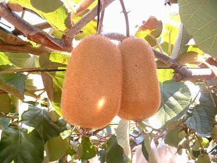 縲舌&縺ャ縺崎ョ繝輔Ν繝シ繝縲鷹ヲ咏キ代く繧ヲ繧、 邏3kg