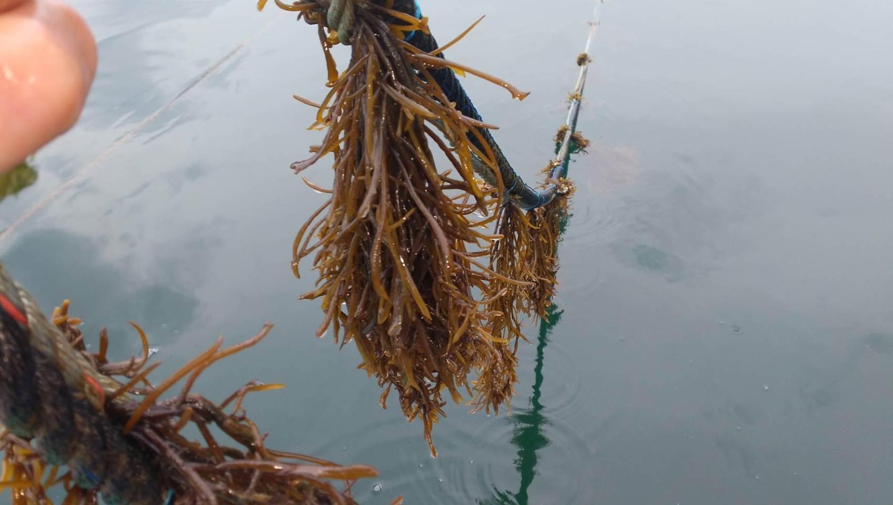 小豆島産ひじき使用 小豆島手延ひじき麺 1.8kg(50g×36束)