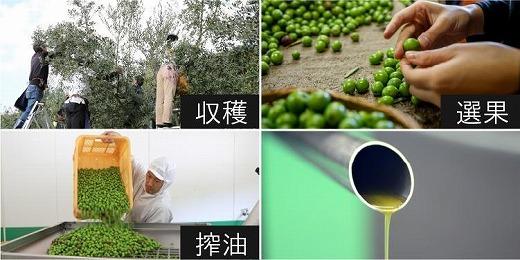 【井上誠耕園】～2025年初搾り～ 小豆島産手摘み緑果オリーブオイル (135g×3本)