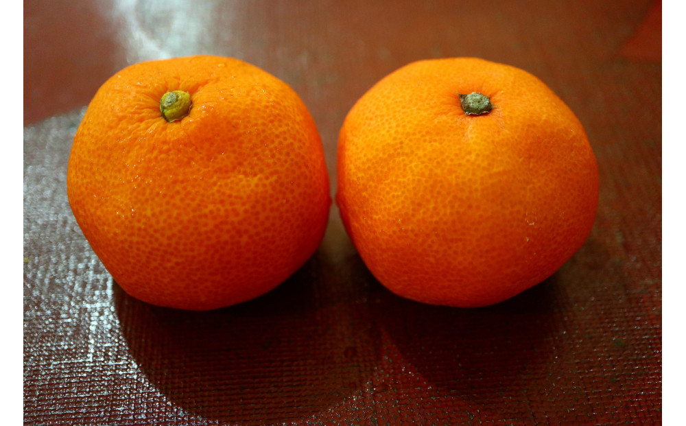 小原紅早生みかん(露地) 1.2kg