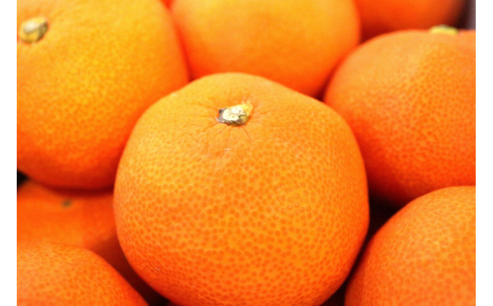 小原紅早生みかん(露地) 3.0kg