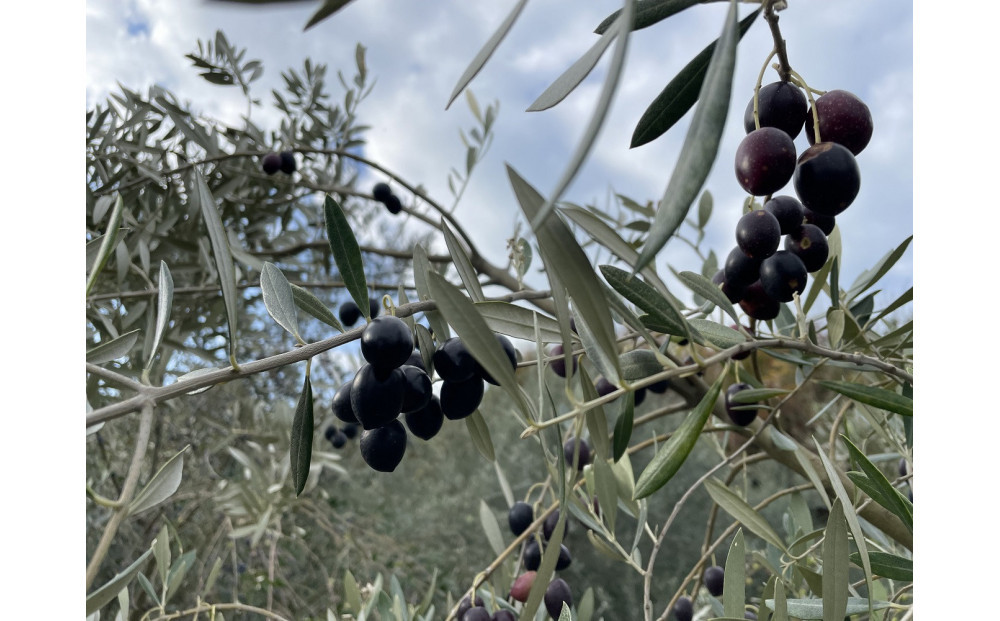 蟆剰ア蟲カ逕」100% ExtraVirgin 繧ェ繝ェ繝シ繝悶が繧、繝ォ 108gテ1譛ャ