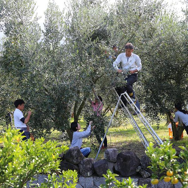【井上誠耕園】～2025年初搾り～ 小豆島産手摘み緑果オリーブオイル (135g×1本)
