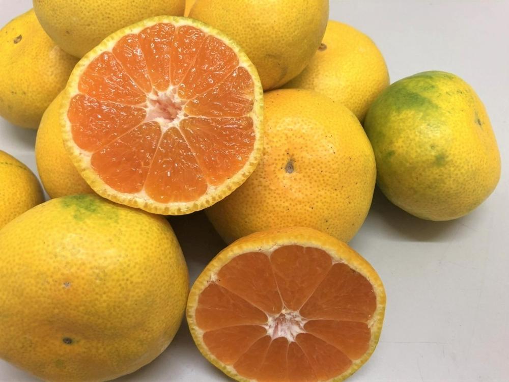 å°è±å³¶ ç±è¯æ©çã¿ãã 3kgÃ2ç®±