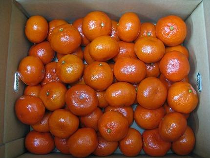 縲舌&縺ャ縺崎ョ繝輔Ν繝シ繝縲鷹第凾邏縺ソ縺九s (蟆丞次邏譌ゥ逕) 邏5kg