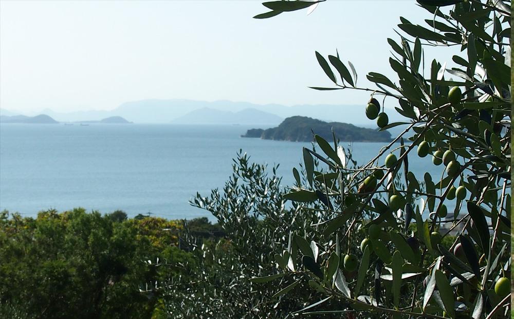 ãžã§ã€ããã®ãªãªãŒããªã€ã«ãããã·ã§ã³çš®ã105gÃ1æ¬ ã³ã³ããã§ãŒããã¡ãŒã 㺠ãšãã¹ãã©ããŒãžã³ãªã€ã« 2025幎ç§åç©« 100ïŒ
å°è±å³¶ç£ ææã¿