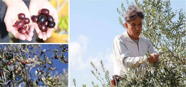 äºäžèª èåãå£ç¯éå®ãä»å£æŸãããŠå°è±å³¶ç£ãšãã¹ãã©ãŽã¡ãŒãžã³ãªãªãŒããªã€ã« 20mLãåç²§çšããšçŸå®¹ãã¹ã¯(ãªãªãŒã)7æå
¥ãã»ãã