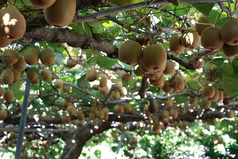 縲舌&縺ャ縺崎ョ繝輔Ν繝シ繝縲代&縺ャ縺阪ざ繝シ繝ォ繝峨く繧ヲ繧、 邏3.5kg