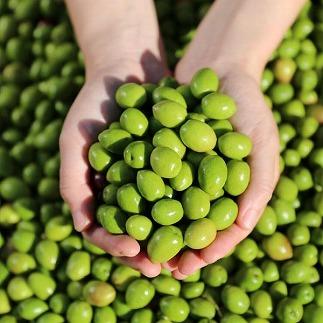 【井上誠耕園】～2025年初搾り～ 小豆島産手摘み緑果オリーブオイル (135g×3本)