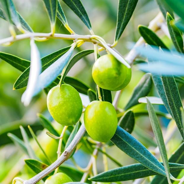 エキストラバージン＆ピュアオリーブオイル300ml 3種セット