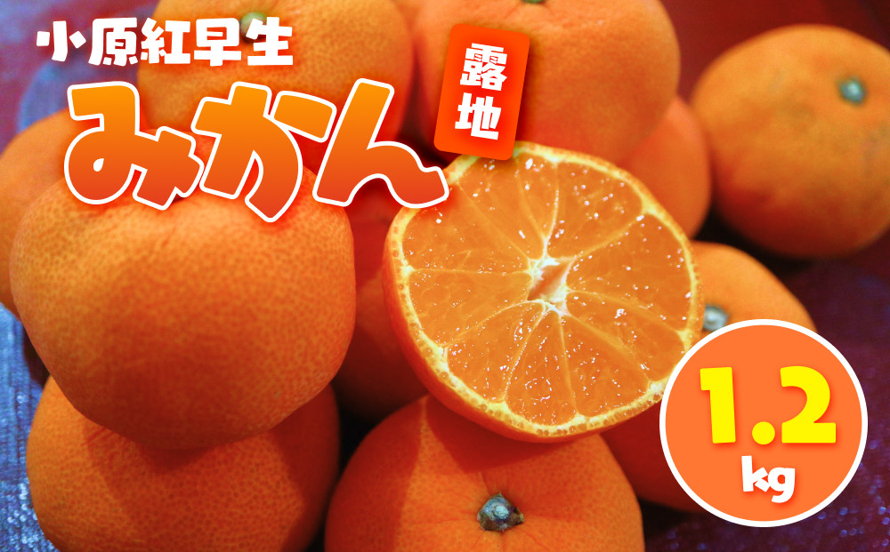 小原紅早生みかん(露地) 1.2kg